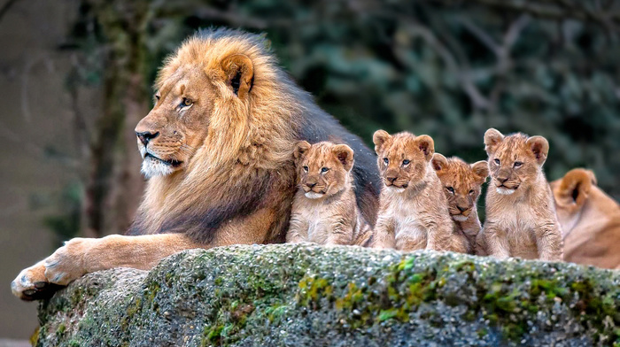 animals, lion