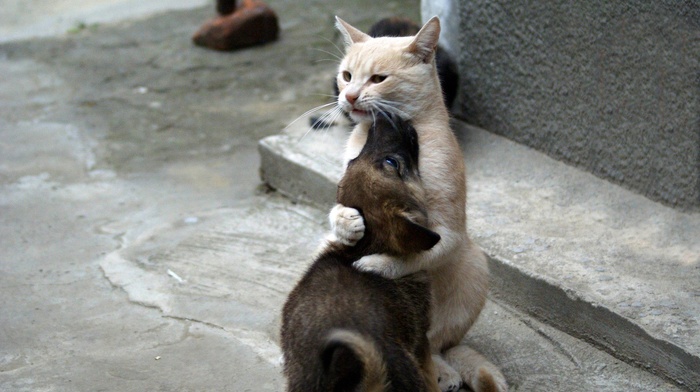 animals, cat, hugging, dog
