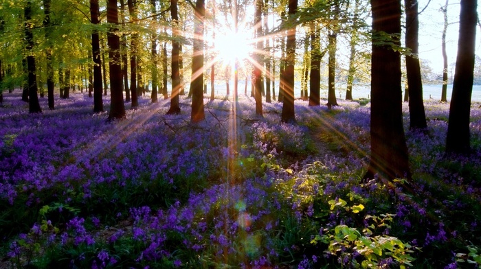 nature, Sun, trees, flowers