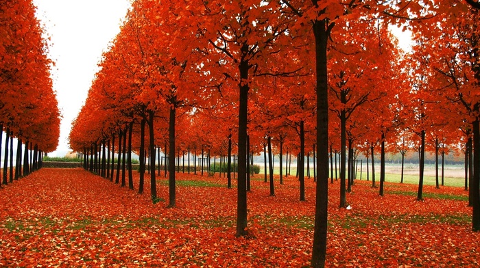 leaves, sky, nature, orange, autumn
