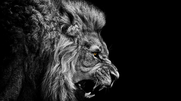 eyes, background, black, photoshop, fantasy, lion
