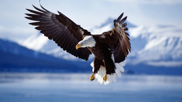 wildlife, nature, bald eagle, animals, birds, flying, eagle