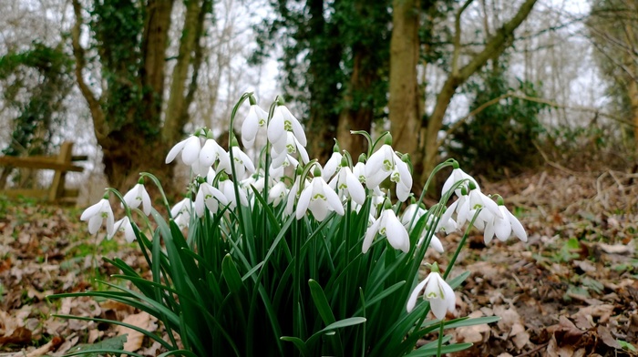 flowers, forest, trees, photo, nature