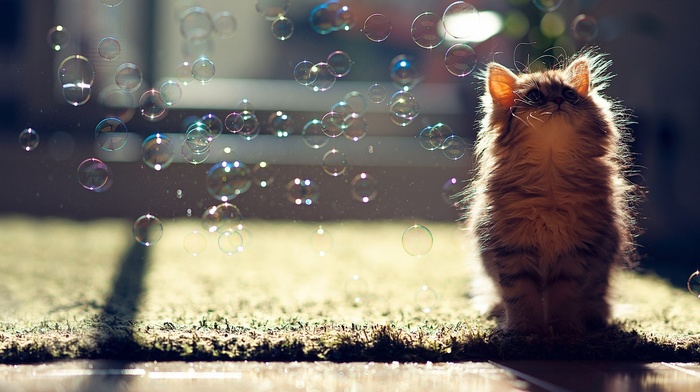 ben torode, carpets, sunlight, cat, looking up, bubbles, animals