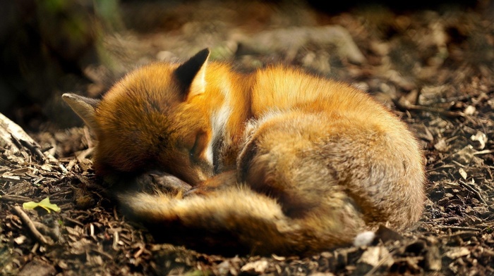 anime, fox, sleeping, animals