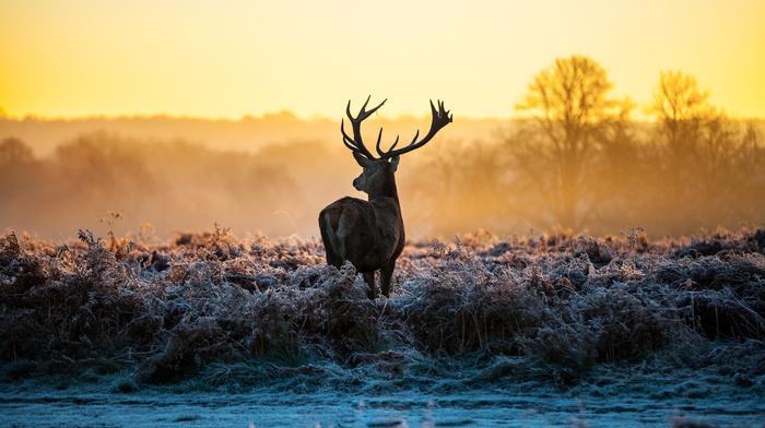 sunlight, deer, landscape, nature, morning, frost, animals, stags
