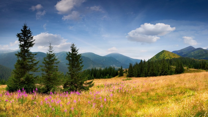 nature, mountain, forest, flowers