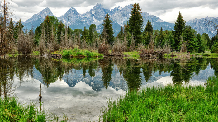 forest, mountain, nature, lake