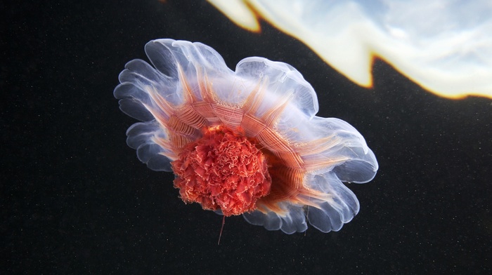 jellyfish, sea life