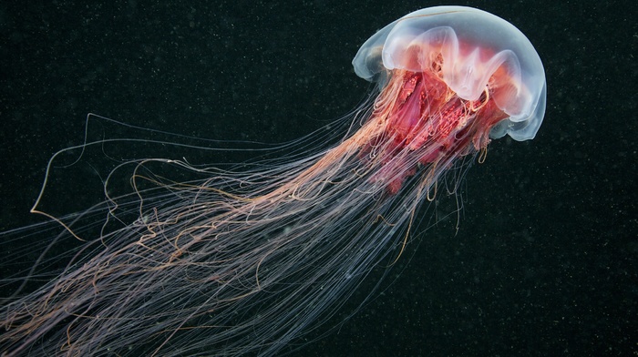 China, sea life, jellyfish