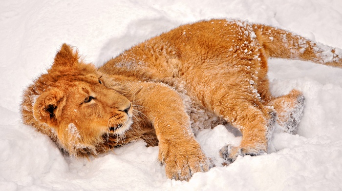 lion, snow, animals