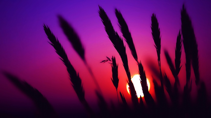 nature, sunset, spikelets, silhouette