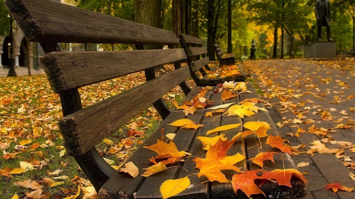 pavements, fall, leaves, bench