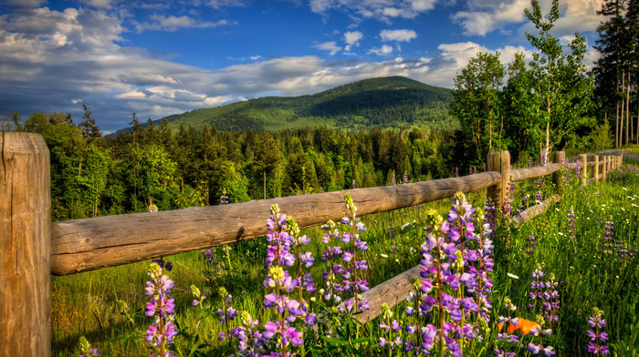 fence, flowers, stunner, mountain, forest, sky