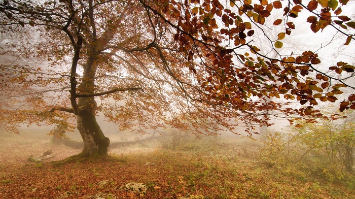 trees, nature, landscape, fall