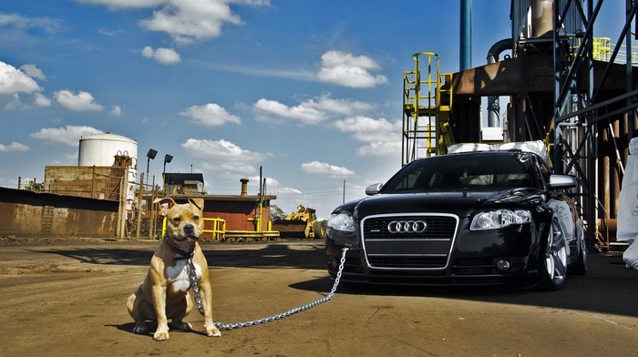 car, dog, Audi