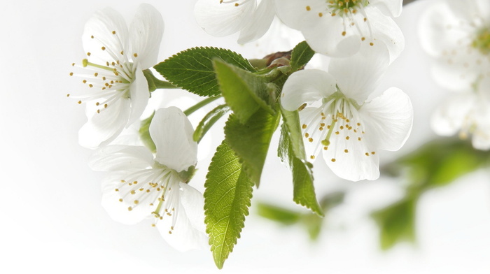 leaves, photo, flowers, white, cherry, spring