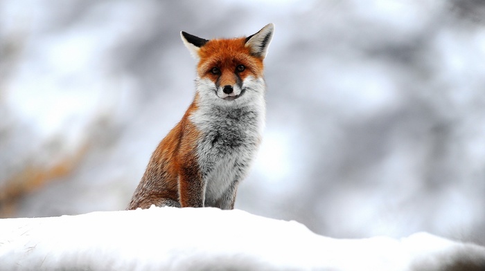 nature, animals, fox, snow