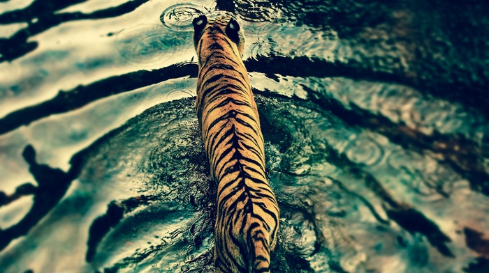 water, nature, tiger, rain