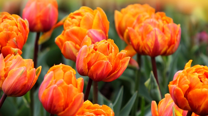 tulips, photo, spring, nature, flowers