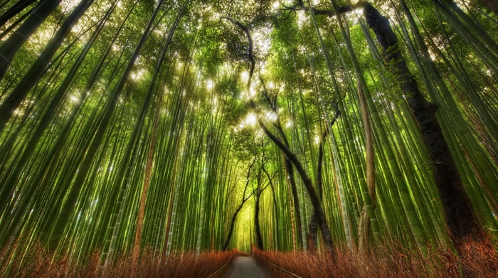 bamboo, nature, landscape