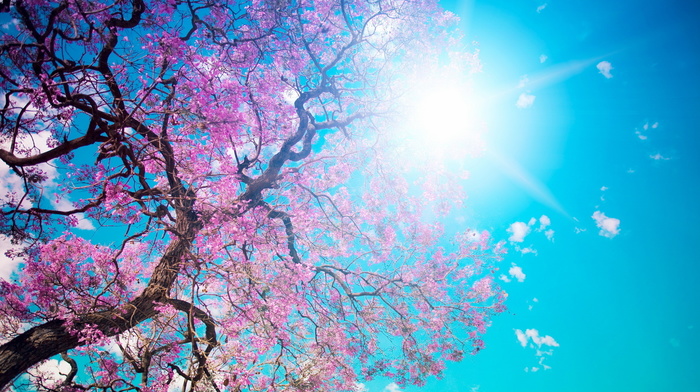 tree, nature, flowers, Sun, sky, pink, spring