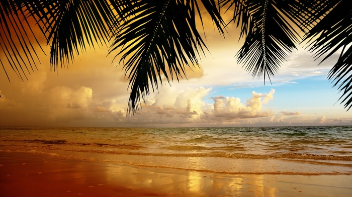 ocean, beach, clouds, sky, nature, palm