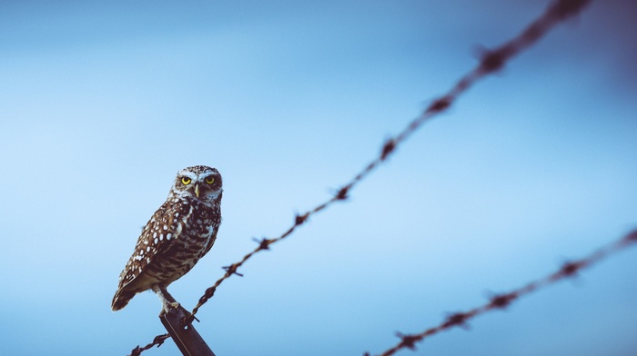 owl, barbed wire, fence, birds