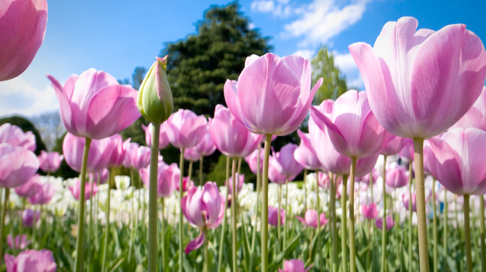 tree, tulips, background, spring, sky, flowers