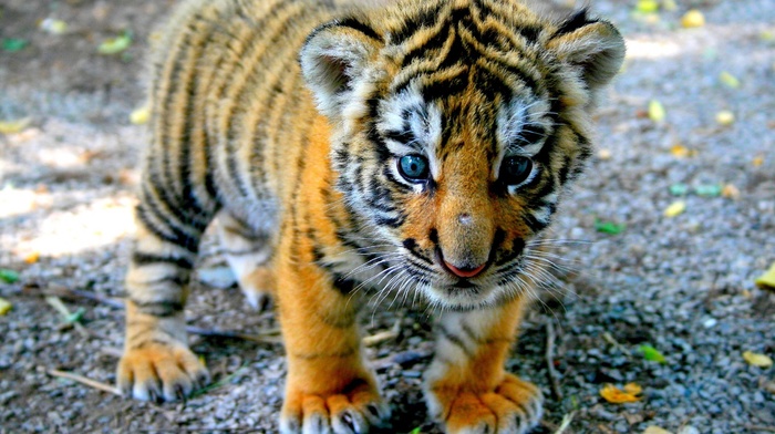 sight, nature, animals