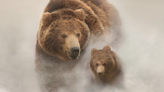 mist, background, nature, animals, white