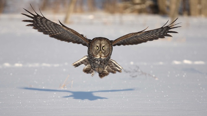 birds, nature, snow