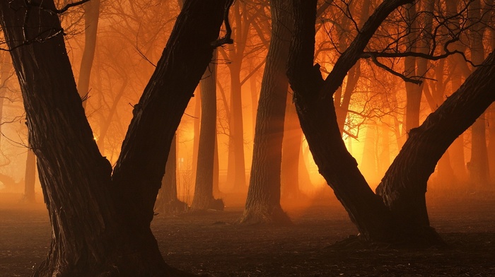 trees, forest
