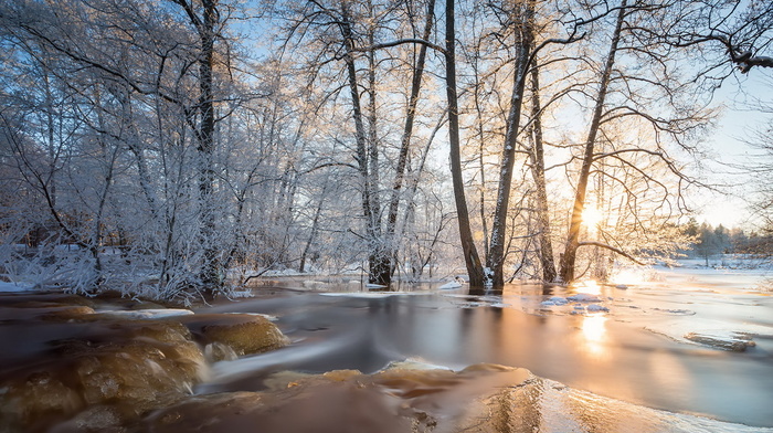 ice, nature, spring, forest