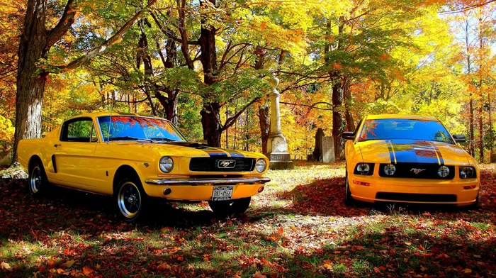 car, shelby gt, Ford Mustang