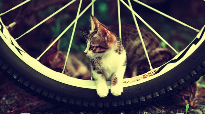 cat, animals, bicycle, kittens