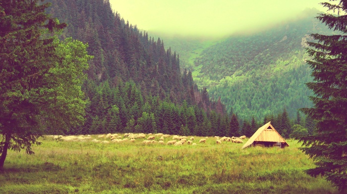nature, clouds, landscape, trees