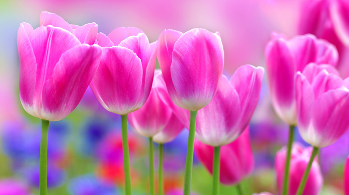 flowers, background, tulips, spring, pink