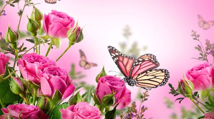 tulips, flowers, pink, background, roses