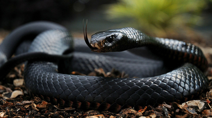 animals, nature, eyes, snake