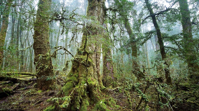trees, landscape, forest