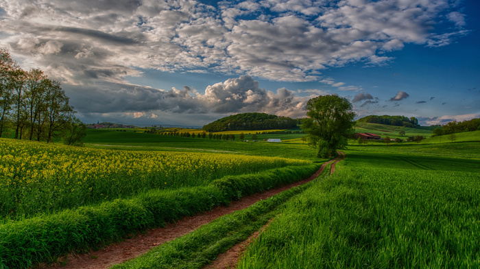 nature, trees, road, flowers, clouds, summer, field, sky, sunset