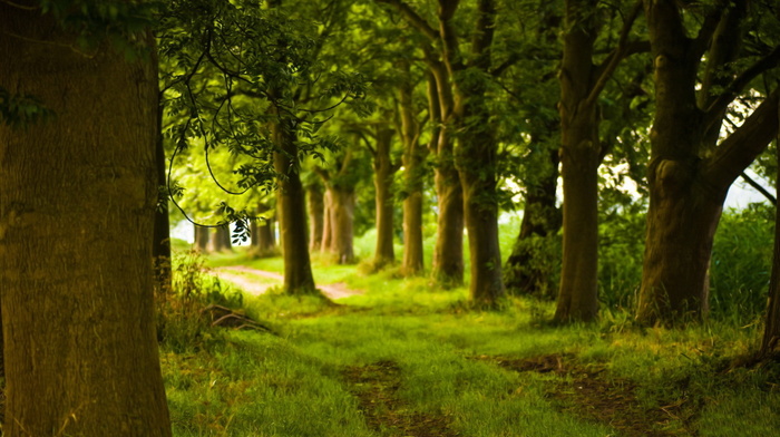 forest, Sun, beauty, runway, greenery, nature, rays, trees
