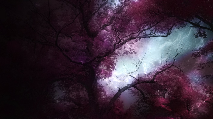 trees, forest, landscape