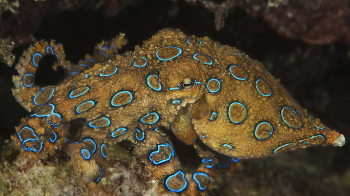 sea, nature, animals, water