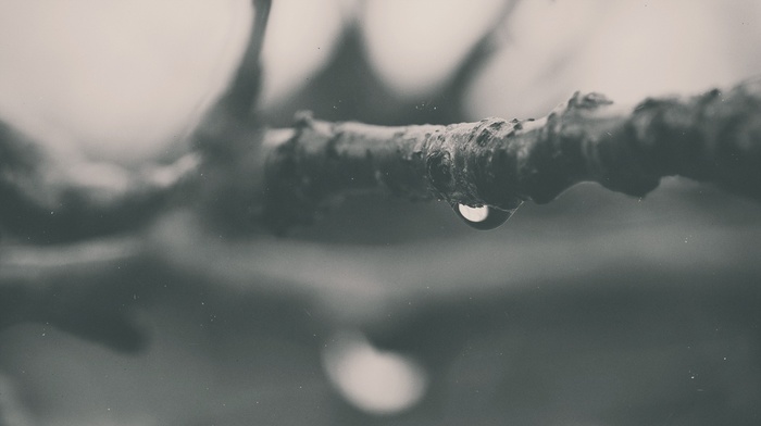 macro, water drops