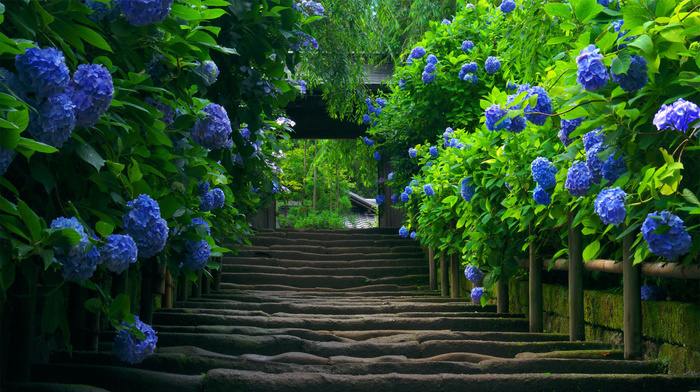 beauty, flowers, foliage, greenery, stairs, stunner