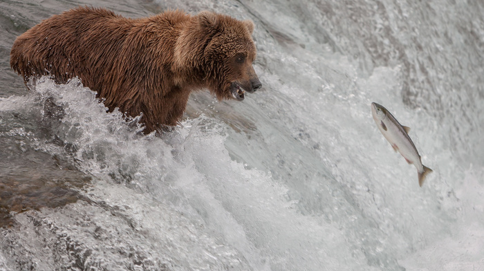 water, bear, waterfall, nature, animals, river