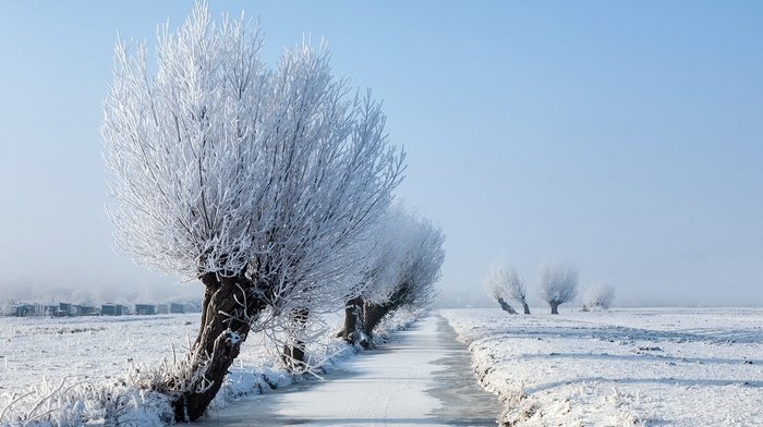 snow, trees