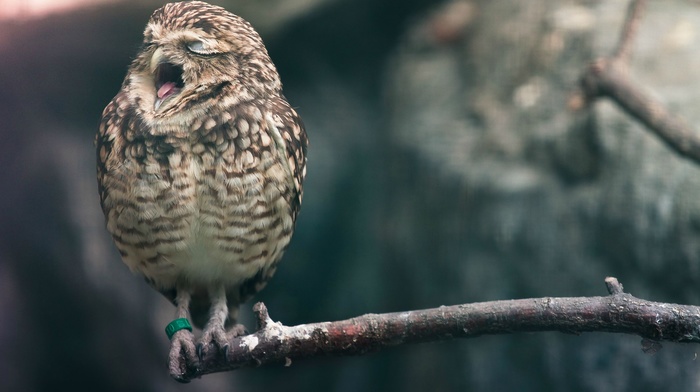 animals, birds, yawning, owl